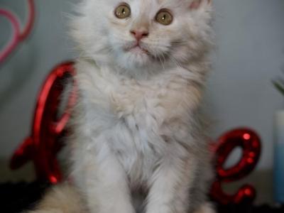 Pineapple - Maine Coon - Gallery Photo #1