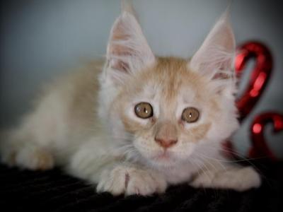 Mango - Maine Coon - Gallery Photo #1