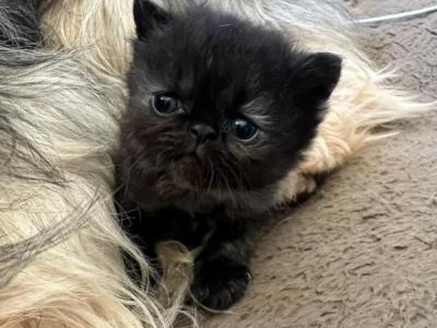 Persian Himalayan - Persian - Gallery Photo #1