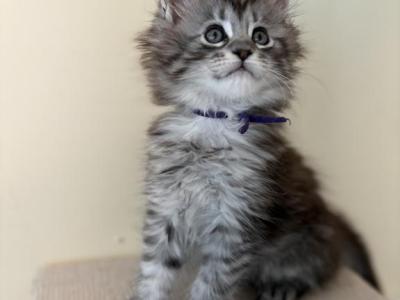 Iduna Polydactyl Black Silver Tabby Maine Coon - Maine Coon - Gallery Photo #1