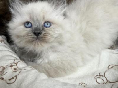 Ragdoll Blue Point Female - Ragdoll - Gallery Photo #1