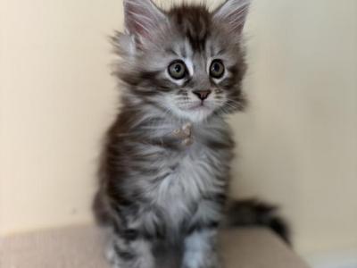 Elsa Polydactyl Black Silver Tabby Maine Coon - Maine Coon - Gallery Photo #1
