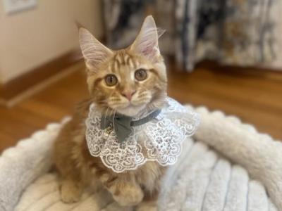 Milana - Maine Coon - Gallery Photo #1