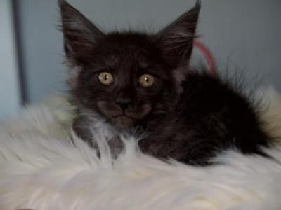 Guava - Maine Coon - Gallery Photo #1