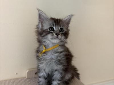 Anna Polydactyl Black Silver Tabby Maine Coon - Maine Coon - Gallery Photo #1