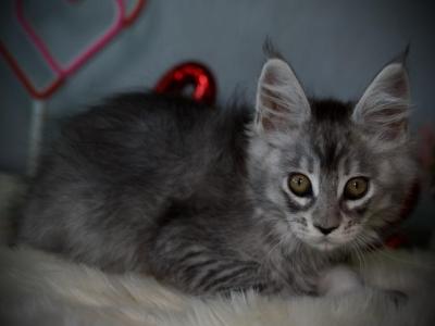 Kiwi - Maine Coon - Gallery Photo #1