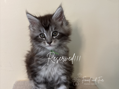 Olaf Black Silver Tabby Maine Coon - Maine Coon - Gallery Photo #1