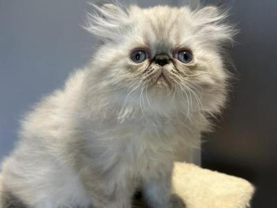 Blue Points Persian Male - Persian - Gallery Photo #1