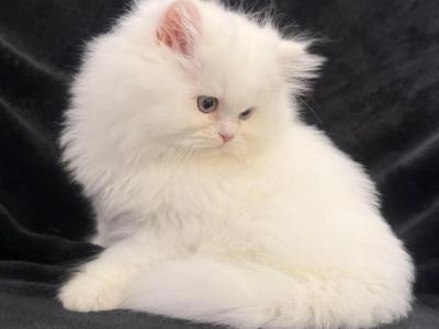 Teddy - Persian - Gallery Photo #1