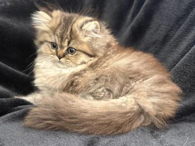 Caroline - Persian - Gallery Photo #1