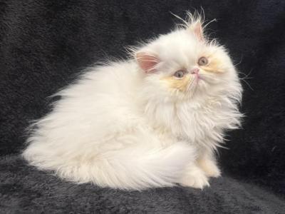Pearl - Persian - Gallery Photo #1