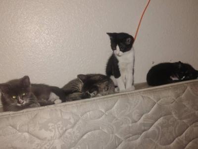 Maine Coon Siamese Hybrid - Maine Coon - Gallery Photo #1