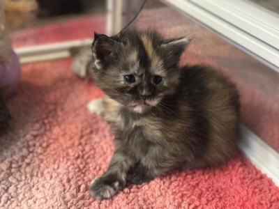 Raven - Maine Coon - Gallery Photo #1