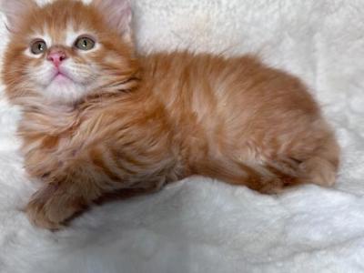 Marius Red - Maine Coon - Gallery Photo #1