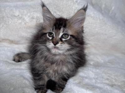 Mateo - Maine Coon - Gallery Photo #1