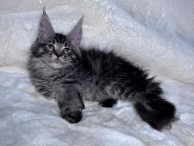 Orion - Maine Coon - Gallery Photo #1