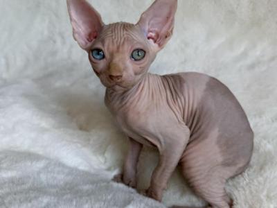 Apollo Odd Eye - Sphynx - Gallery Photo #1