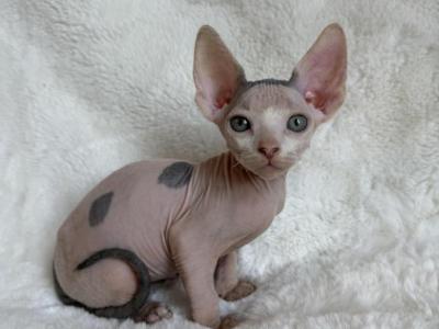 Loki - Sphynx - Gallery Photo #1