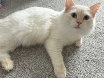 Flame Point Ragdoll - Ragdoll - Gallery Photo #1