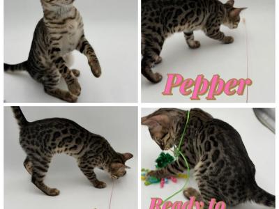 Pepper - Bengal - Gallery Photo #1