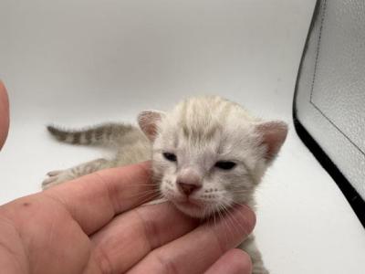 Trixie - Bengal - Gallery Photo #1