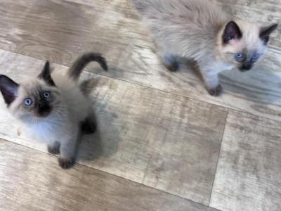 Max And Milo - Balinese - Gallery Photo #1