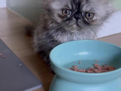 Zoe - Persian - Gallery Photo #1