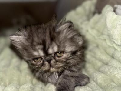 Freddy - Persian - Gallery Photo #1