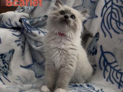 Scarlet - Ragdoll - Gallery Photo #1