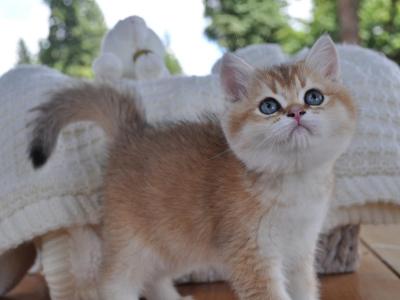 Jojo - British Shorthair - Gallery Photo #1