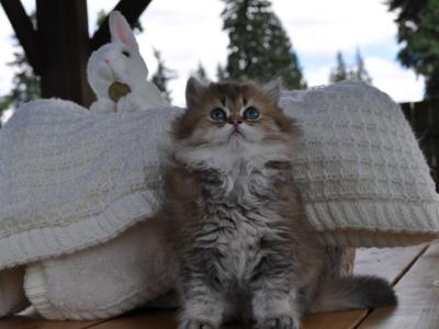Jack - British Shorthair - Gallery Photo #1