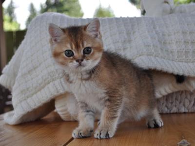 Jammy - British Shorthair - Gallery Photo #1