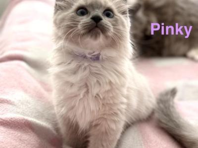 Pinky - Ragdoll - Gallery Photo #1