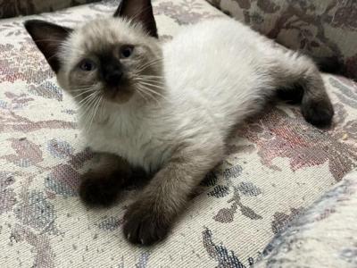 Ping - Siamese - Gallery Photo #1