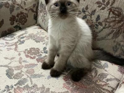 Paullie - Siamese - Gallery Photo #1