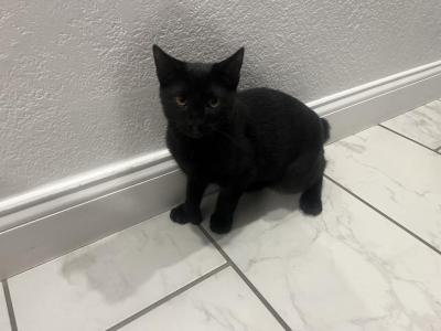 3 Kittens - Manx - Gallery Photo #1