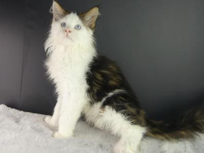 BLUE EYED ULTRA POLYDACTYL MALE MAINE COON KITTEN - Maine Coon - Gallery Photo #1
