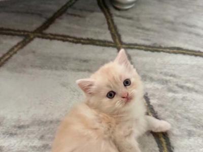 Cimba - British Shorthair - Gallery Photo #1
