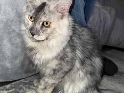Sky - Maine Coon - Gallery Photo #1