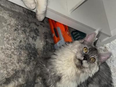 Sky - Maine Coon - Gallery Photo #1