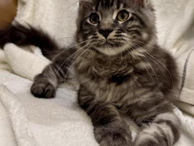 Cosmos - Maine Coon - Gallery Photo #1