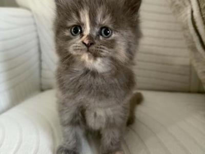 Locey - Persian - Gallery Photo #1