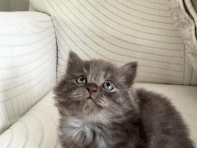 Kokey - Persian - Gallery Photo #1