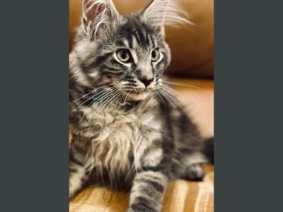 Cosmos - Maine Coon - Gallery Photo #1