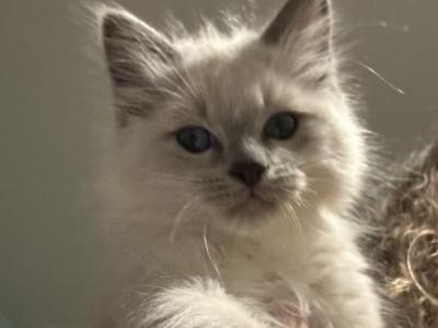 Shadow - Ragdoll - Gallery Photo #1
