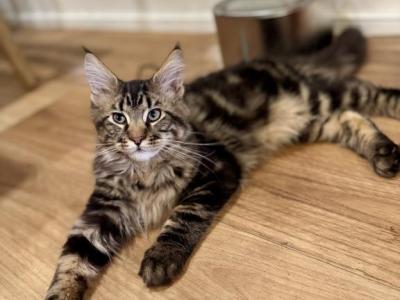 Koa - Maine Coon - Gallery Photo #1