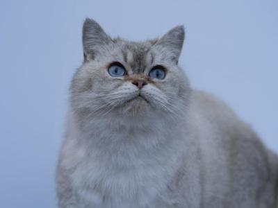 Beyaz - British Shorthair - Gallery Photo #1