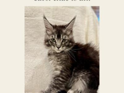 Atticus - Maine Coon - Gallery Photo #1