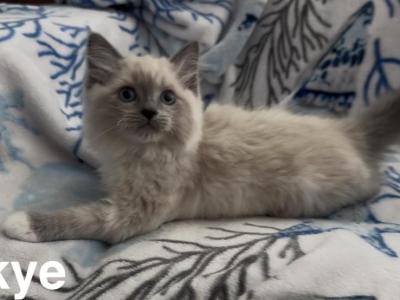 Skye - Ragdoll - Gallery Photo #1