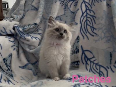 Patches - Ragdoll - Gallery Photo #1